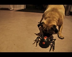 Pug vs Spider. Who Will Win?