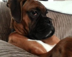 Ralph The Boxer Is Just Chilling… Like A Boss!
