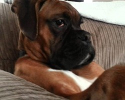 Ralph The Boxer Is Just Chilling… Like A Boss!