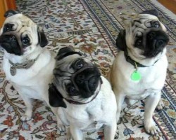 The Pug Head Tilt Is Absolutely Hysterical!