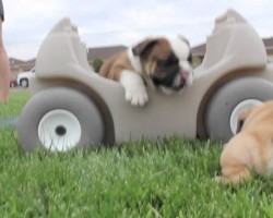 These Cutest English Bulldog Puppies Will Make Your Day!