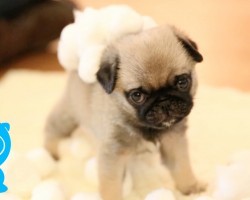 This Adorable Pug Puppy’s New Favorite Activity Will Melt Your Heart!