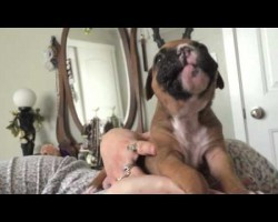 This Boxer Puppy Howling Is So Cute I’m Melting!