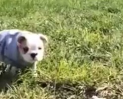 English Bulldog Puppy Rolls Down A Hill, And Is The Happiest Pup Ever!