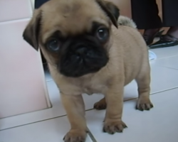 OMG. Pepito The Pug Puppy Is The Cutest Thing EVER.
