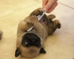 Pug Puppies Get Belly Rub With THIS?! It’s Mesmerizing!