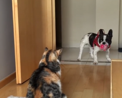 French Bulldog Desperately Tries to Play with Cat. What a Pair…