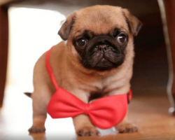 This Pug Puppy Have Gone Dapper, and It’s EPIC!