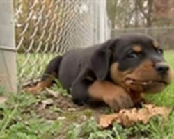 After Repeatedly Running Off, This Rottweiler Puppy Gets Put On A Leash!