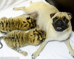 Pugs Nurse And Raise Abandoned Tiger Cubs