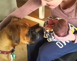 Boxer Meets Newborn Baby For The Very First Time, And It’s The Sweetest Thing Ever!