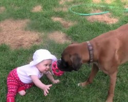 Boxer Plays Tug-of-War With His Baby. Watch How GENTLE He Is With The Baby.