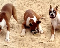 This Boxer Puppy Just Discovered How Sour Limes Can Be. His Reaction Is PRICELESS.