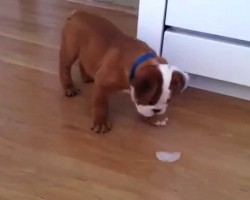 Bulldog Puppy Faces The Evil Ice Cube In Epic Battle