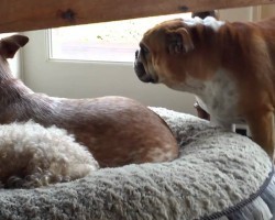 Bulldog Throws The Most ADORABLE Temper Tantrum For His Stolen Bed