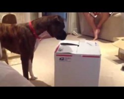 Boxer Investigates A Cardboard Box. He Definitely Was Not Expecting THIS.