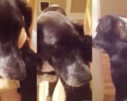 Cat Misses Dog After Being Apart For 10 Days – This Is AMAZING!