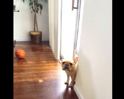 How This French Bulldog Reacts When He’s Asked Who Chewed Up Mommy’s Pen Is PRICELESS!