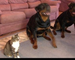 Rottweilers “Rolls-Over” On Command. The Cat Sitting Next To Them? Wow.