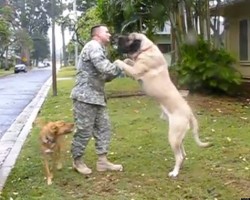 How These Dogs Welcome Home Soldiers Has People Crying Happy Tears!