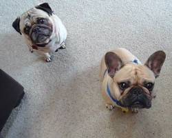 Pug and French Bulldog Look PERPETUALLY Perplexed, and They Are Awesome!
