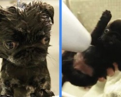 Looking For Something To Make You Smile? Watch These Three Pug Puppies Get A Bath And A Blow-Dry