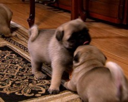 It’s Playtime For These Six-Week-Old Pug Puppies. Ultimate Cuteness Achieved!