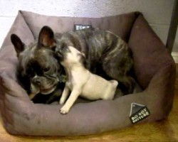 Pug Puppy Takes On A French Bulldog, And It’s The Cutest Thing Ever.