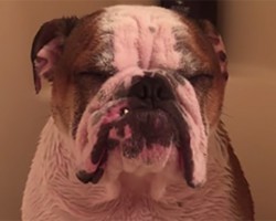 This Adorable English Bulldog Really Doesn’t Like Baths
