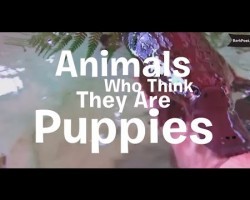 These Animals Think They’re Puppies, But They’re So Adorably Wrong!