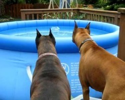 These Boxers See A Floater In The Pool, And THIS Is How They React. LOL!