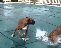 These Goofy Boxers Go Bonkers Doing THIS…