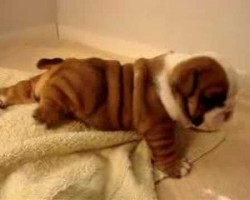 This Baby Bulldog Trying To Walk With Fat Little Rolly Polly Legs Is The Cutest Thing Ever!