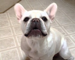 This French Bulldog’s Little Rant Is The Most Adorable Rant I’ve Ever Seen.