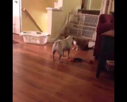 This Pug Knows How To Shuffle, And It’s Awesome