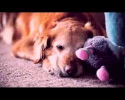 This Touching Video Explains WHY God Made A Dog. A Must-See For All Dog Owners.