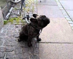 Tied Up And Left Alone, This French Bulldog Has HAD IT And Gives A Piece Of His Mind (In Frenchie Language)