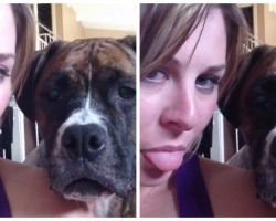 Woman Sticks Her Tongue Out. What Her Boxer Does Next Is HILARIOUS!