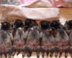 These Sleepy Newborn Pug Puppies Will Melt Your Heart. Watch The Puppy On The Far Left…