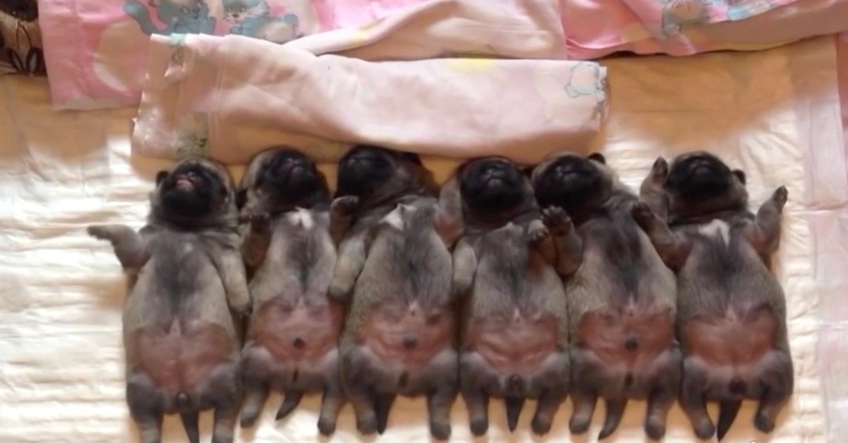 These Sleepy Newborn Pug Puppies Will Melt Your Heart. Watch The Puppy