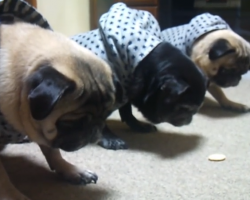 Pug Trio In Matching Outfits Perform The “Wait” Trick In Perfect Unison, And It’s So Darn Cute!