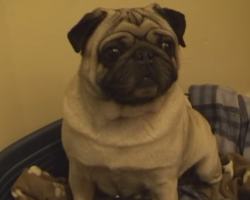 When His Human Isn’t Home, This Pug Likes To Get His Moves On!