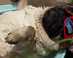 HILARIOUS: Snoring Sunbathing Pug Knows How To Do Summertime The Right Way!