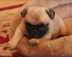 Pug Puppy Gets A New Bed. His Reaction Is PRICELESS.
