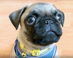 Pug Puppy Is Quite The Adorable Little Show Off