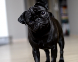 Pug Finds Puppy Friends On A Tablet. Her Reaction Is PRICELESS.