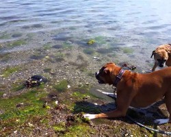 Boxer Meets Horseshoe Crab. Watch What Happens When These Two Unlikely Friends Meet
