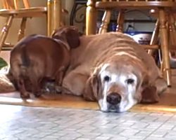 The Bond Between A Dachshund And A Golden Retriever Will Put A Smile On Your Face, Guaranteed!