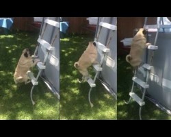 Determined Pug Climbs Ladder To Get In Pool