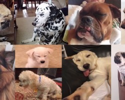 These Dogs Just Couldn’t Win The Fight Against Sleep, And They’re All So Cute!!